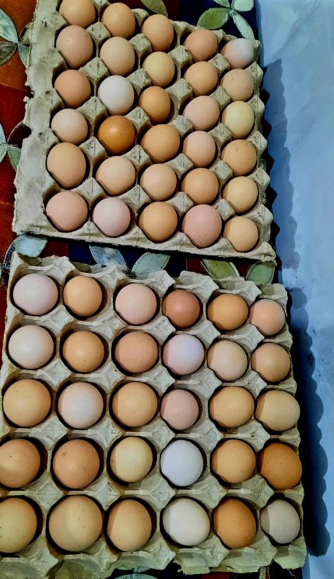 تخم مرغ محلی ارگانیک ، گلپایگان